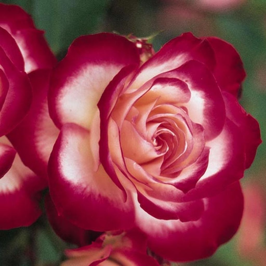 Rosal Jubilé du Prince de Monaco (Rosal de pie alto)