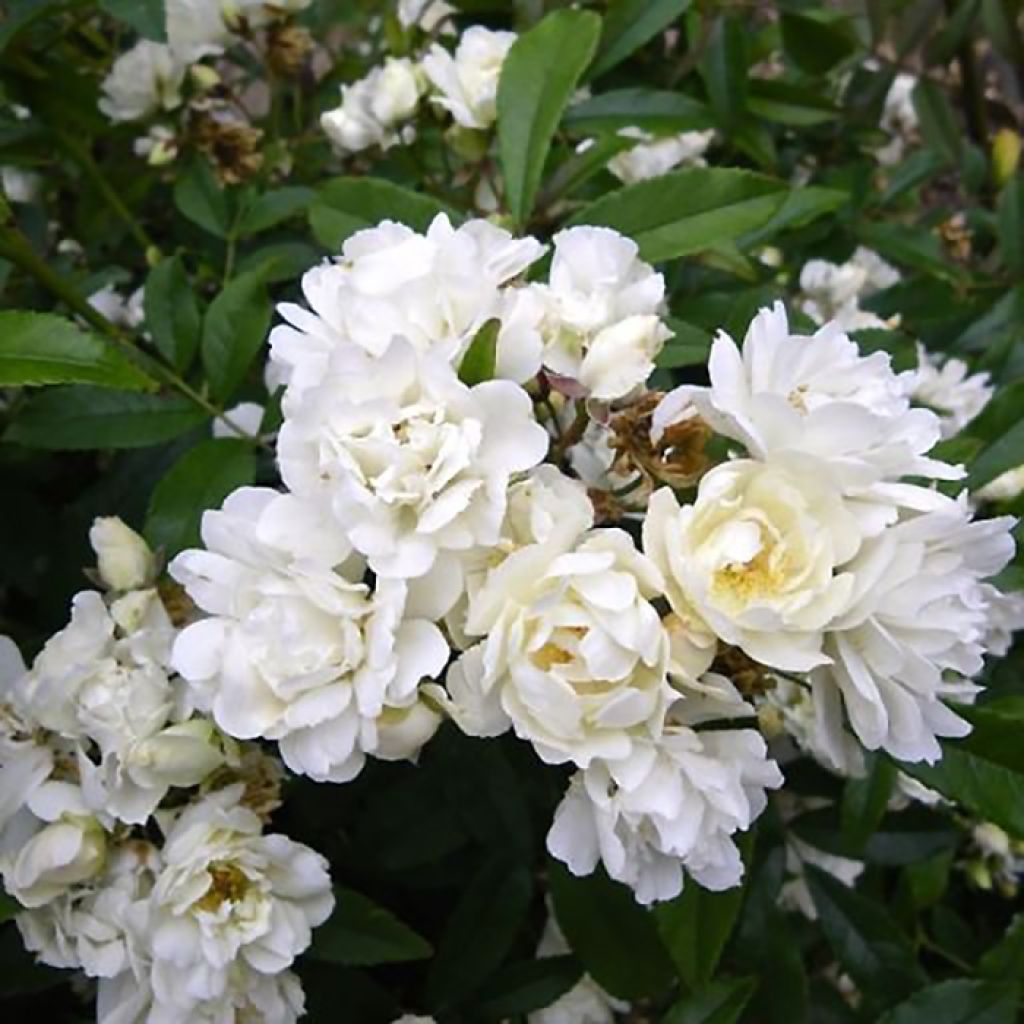 Rosal banksiae Purezza - Rosal de Banksia