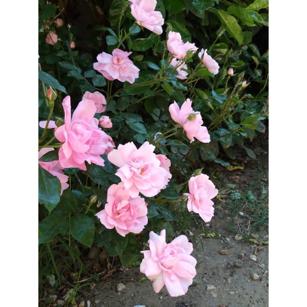 Rosal Bordure Rose - Rosal tapizante