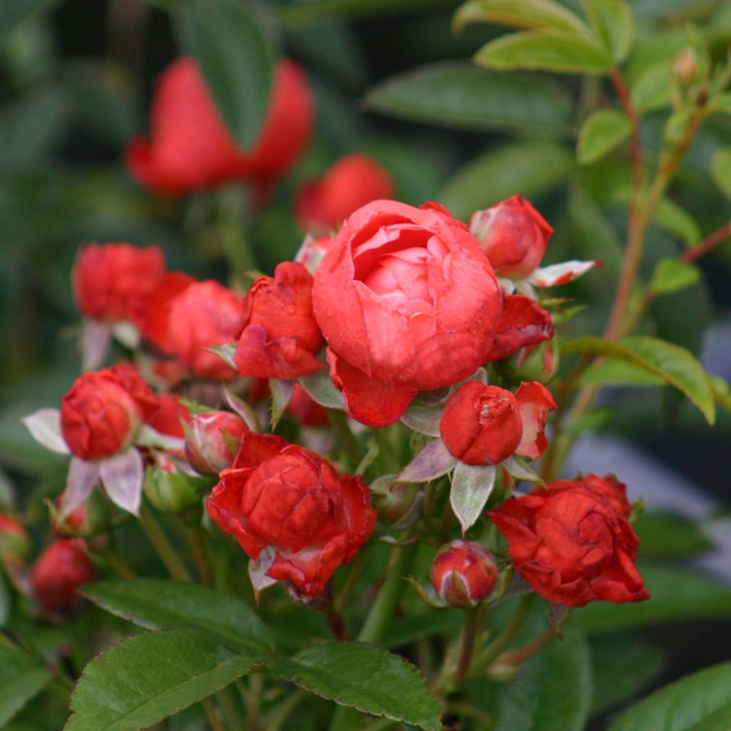 Rosal Koster Orange - Rosal tapizante