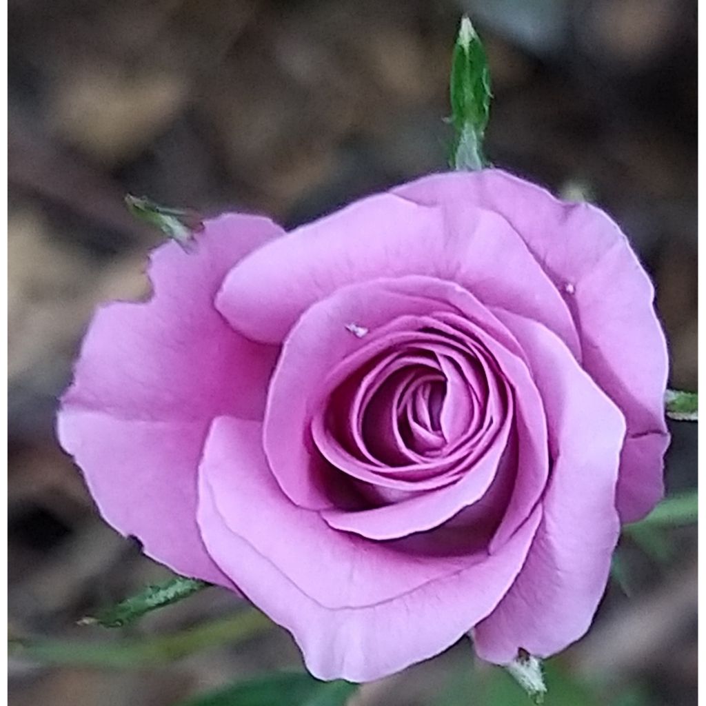 Rosal Meillandina Lavender - Rosal tapizante