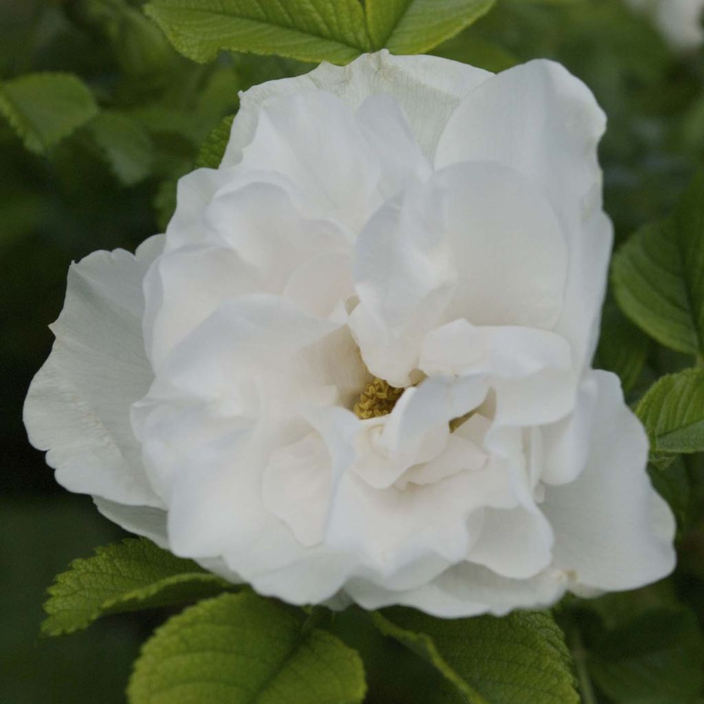 Rosal rugosa Blanc Double de Coubert