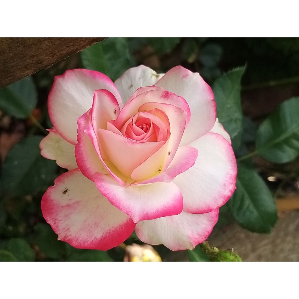 Rosal Jubilé du Prince de Monaco (Rosal de pie alto)