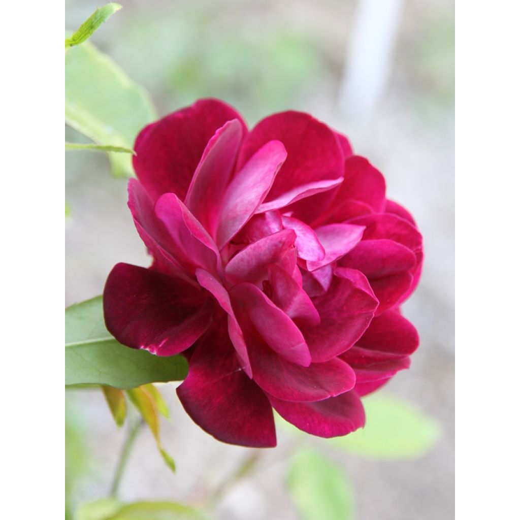 Rosal Burgundy Ice