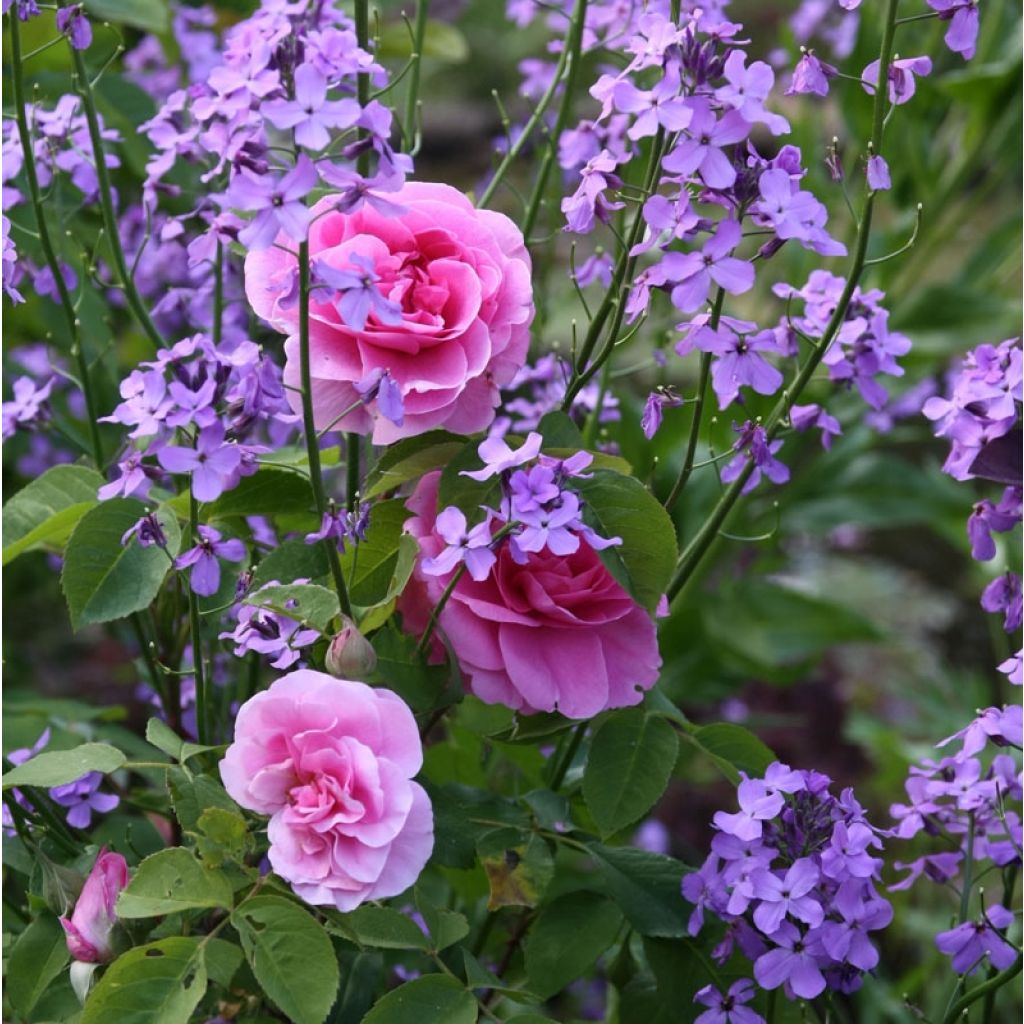 Rosal Gertrude Jekyll