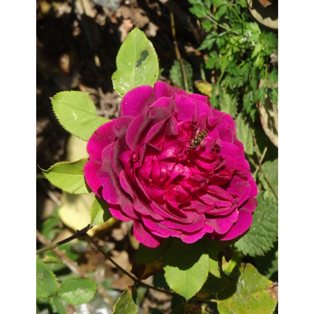 Syrphe sur rose Munstead Wood