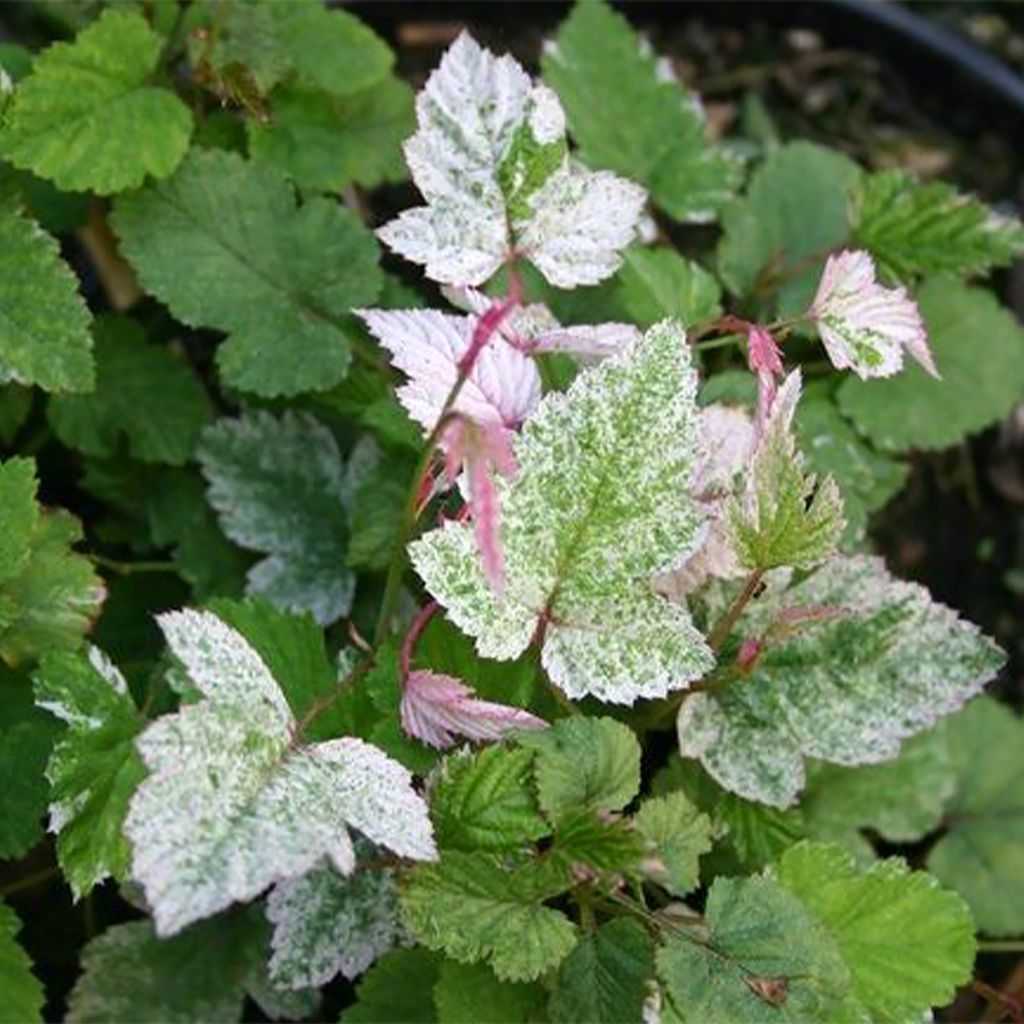 Rubus microphyllus Variegatus - Zarza