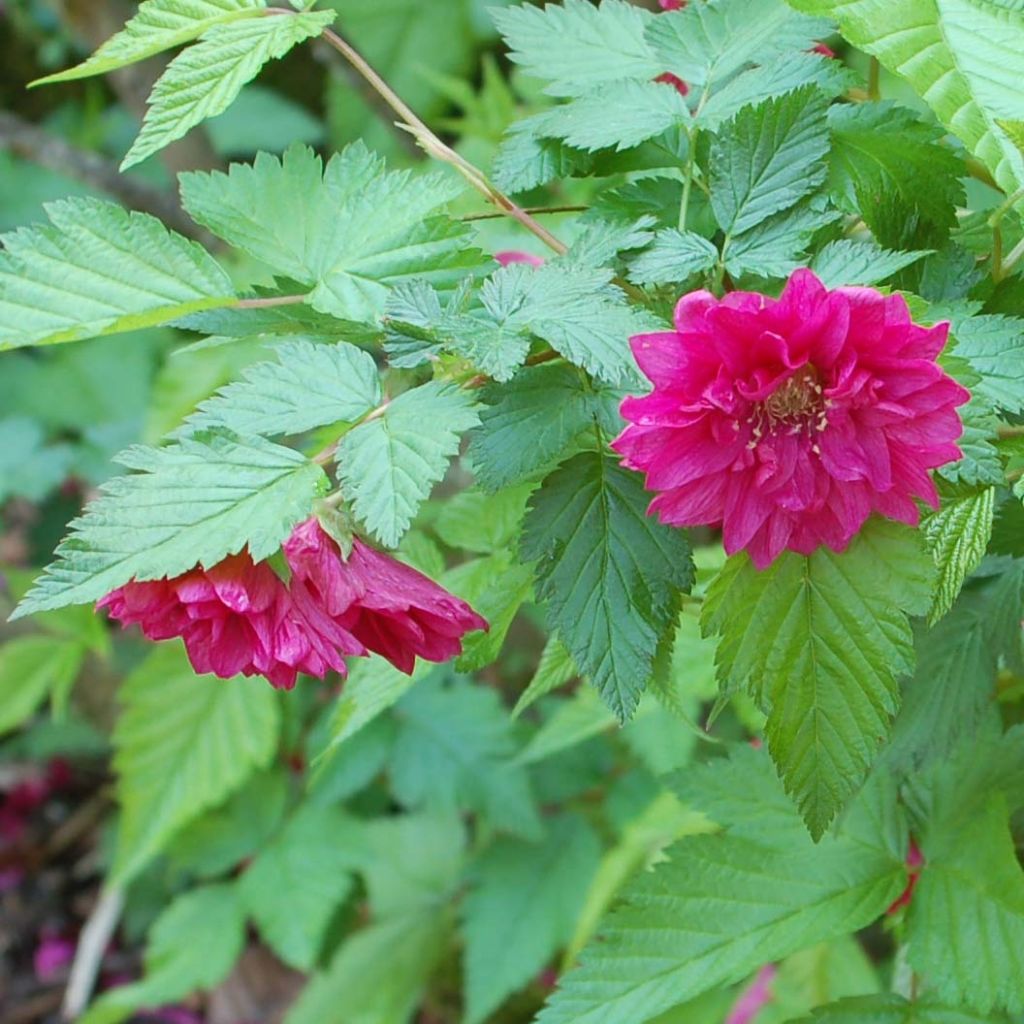 Rubus spectabilis Olympic Double - Zarza del salmon