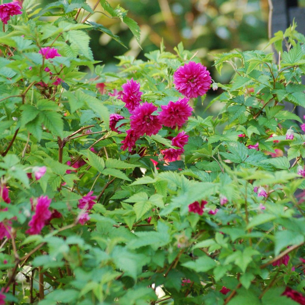 Rubus spectabilis Olympic Double - Zarza del salmon