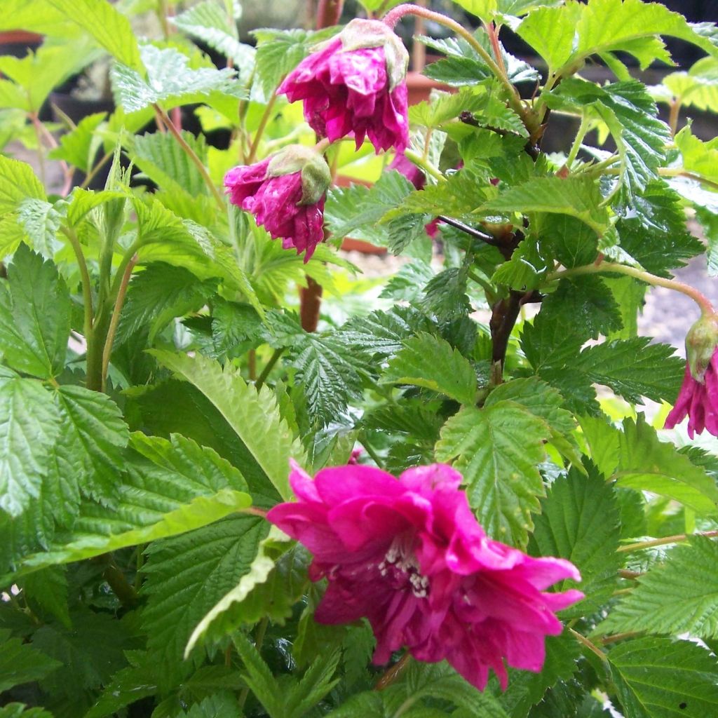 Rubus spectabilis Olympic Double - Zarza del salmon