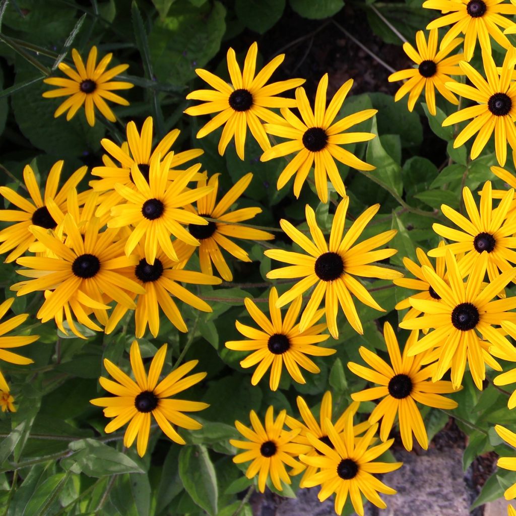 Rudbeckia fulgida Forever Gold