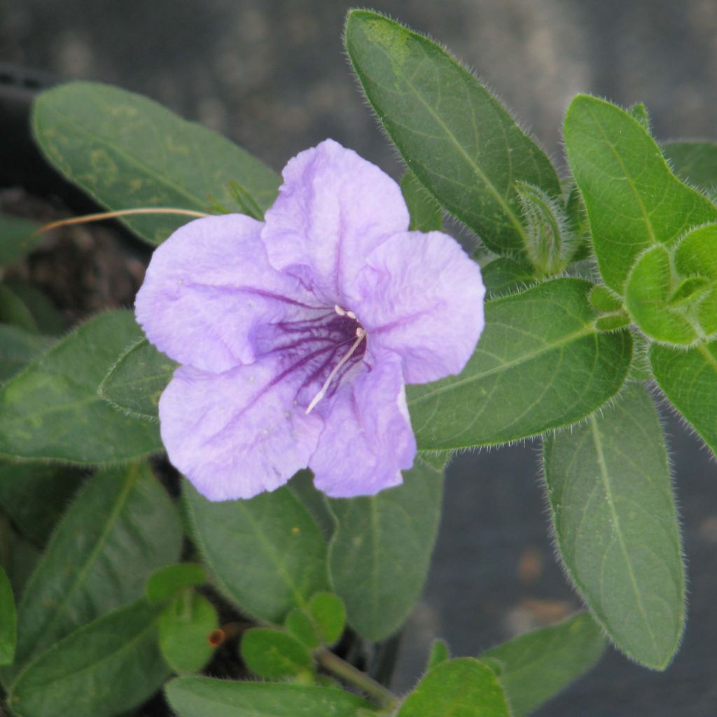 Ruellia humilis - Petunia silvestre