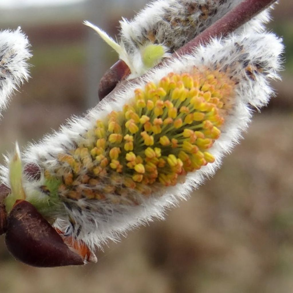 Salix caprea Gold-Bienenkätzchen - Sauce cabruno