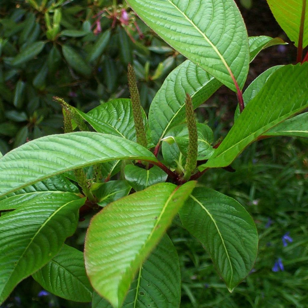 Salix fargesii - Sauce de Farges