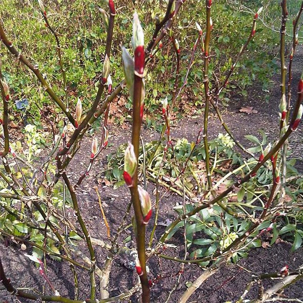 Salix fargesii - Sauce de Farges