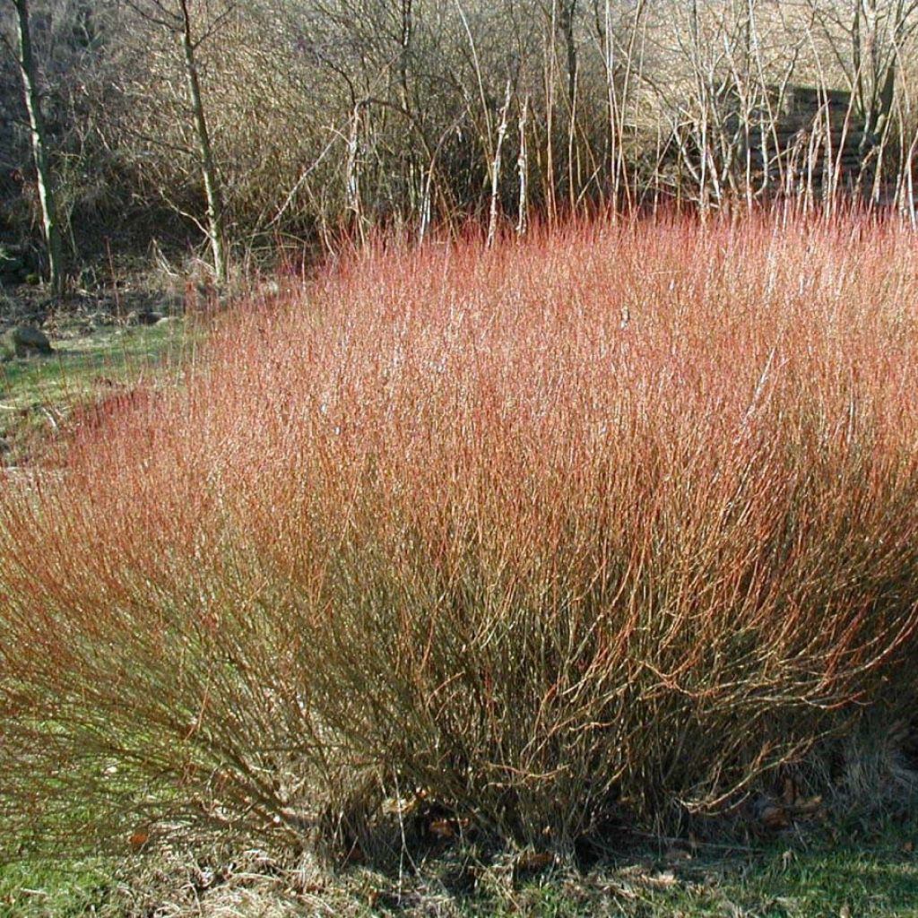 Salix purpurea - Mimbrera púrpura