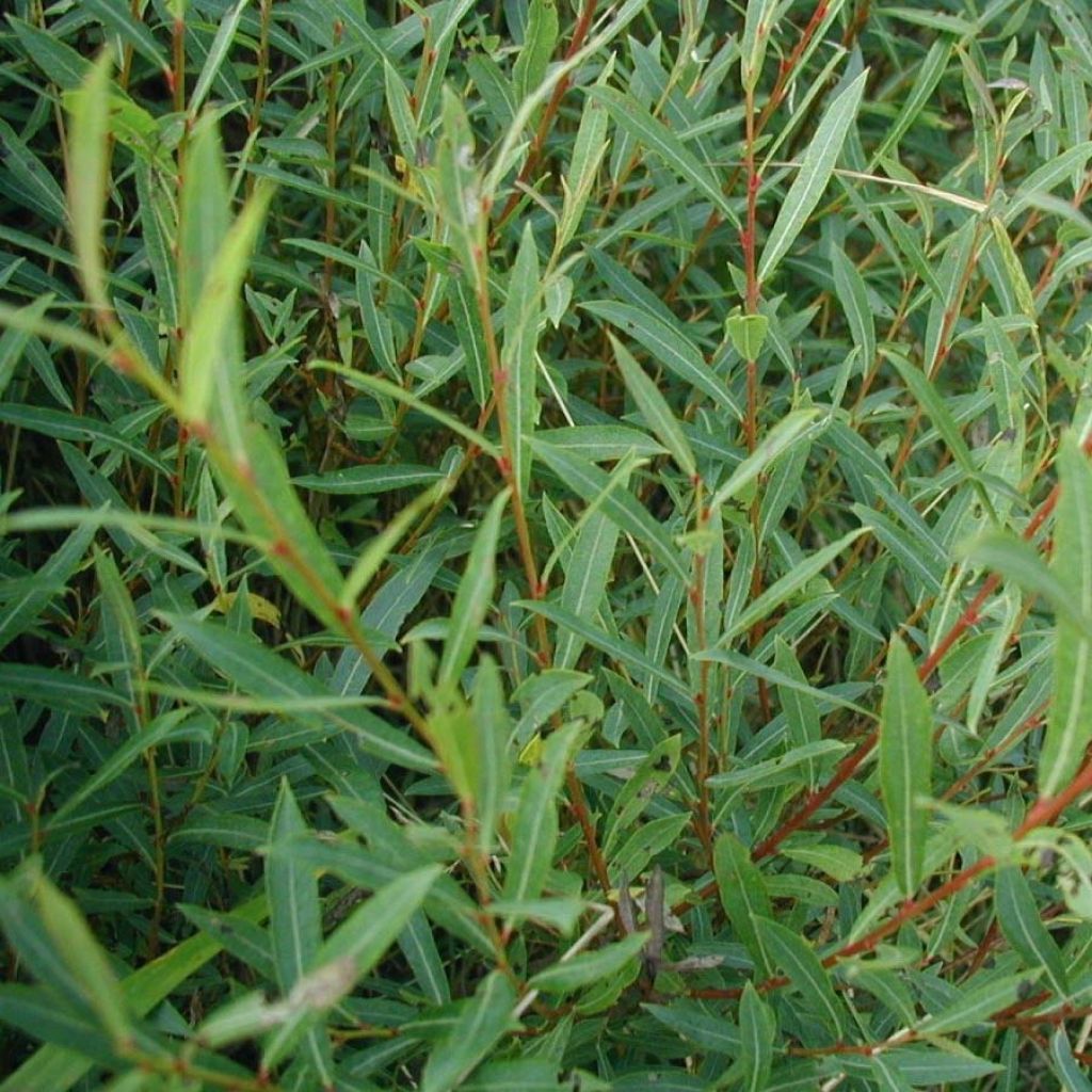 Salix purpurea - Mimbrera púrpura