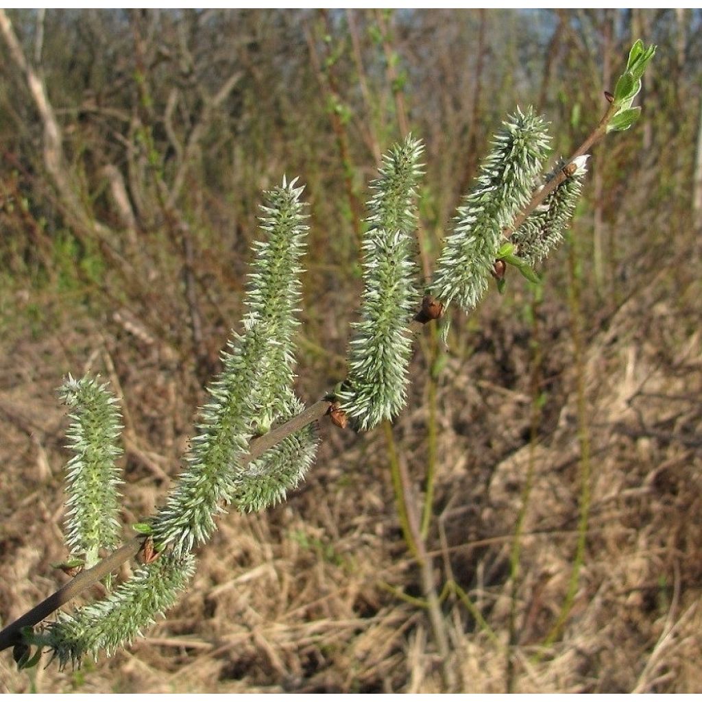 Salix tetrapla - Sauce