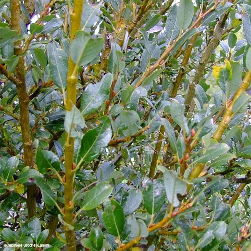 Salix tetrapla - Sauce