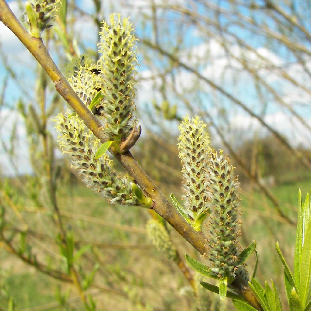 Salix viminalis - Mimbrera blanca