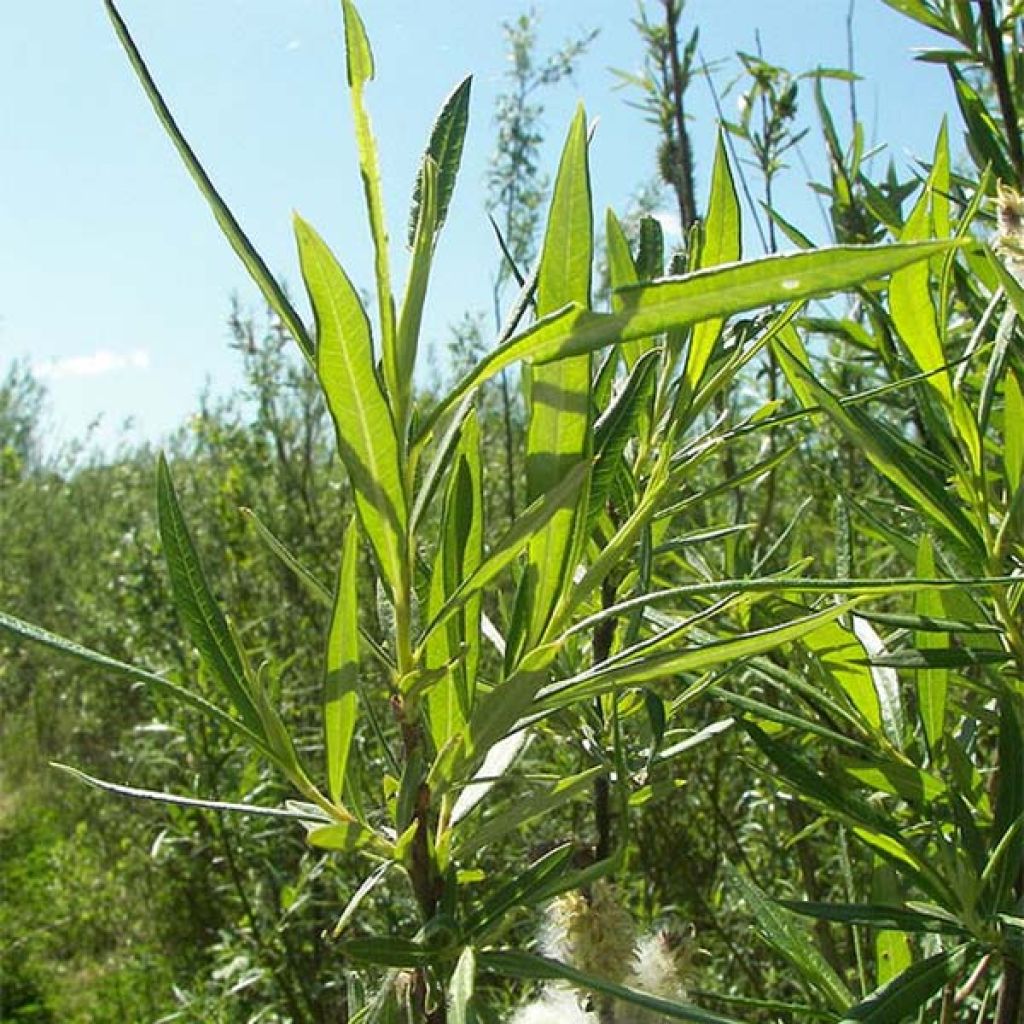 Salix viminalis - Mimbrera blanca