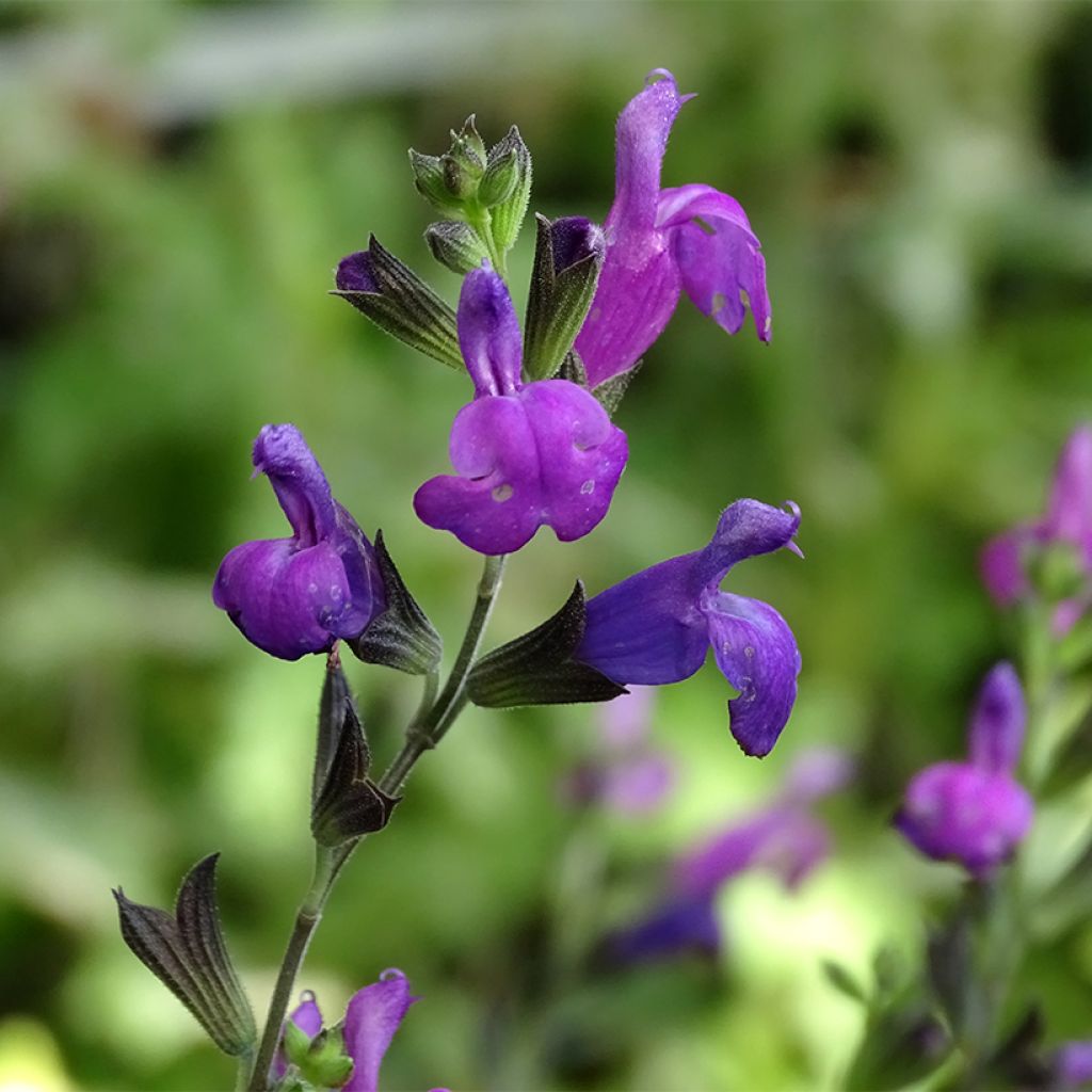 Salvia greggii ARCTIC BLAZE Purple - Salvia de otoño