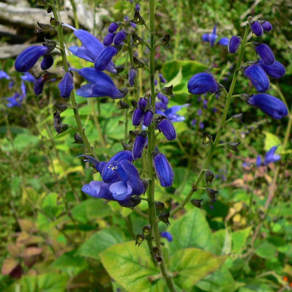 Salvia cacaliifolia