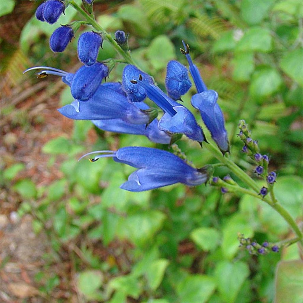 Salvia cacaliifolia