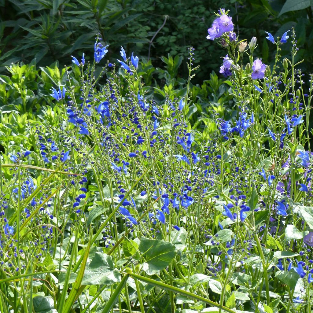 Salvia cacaliifolia