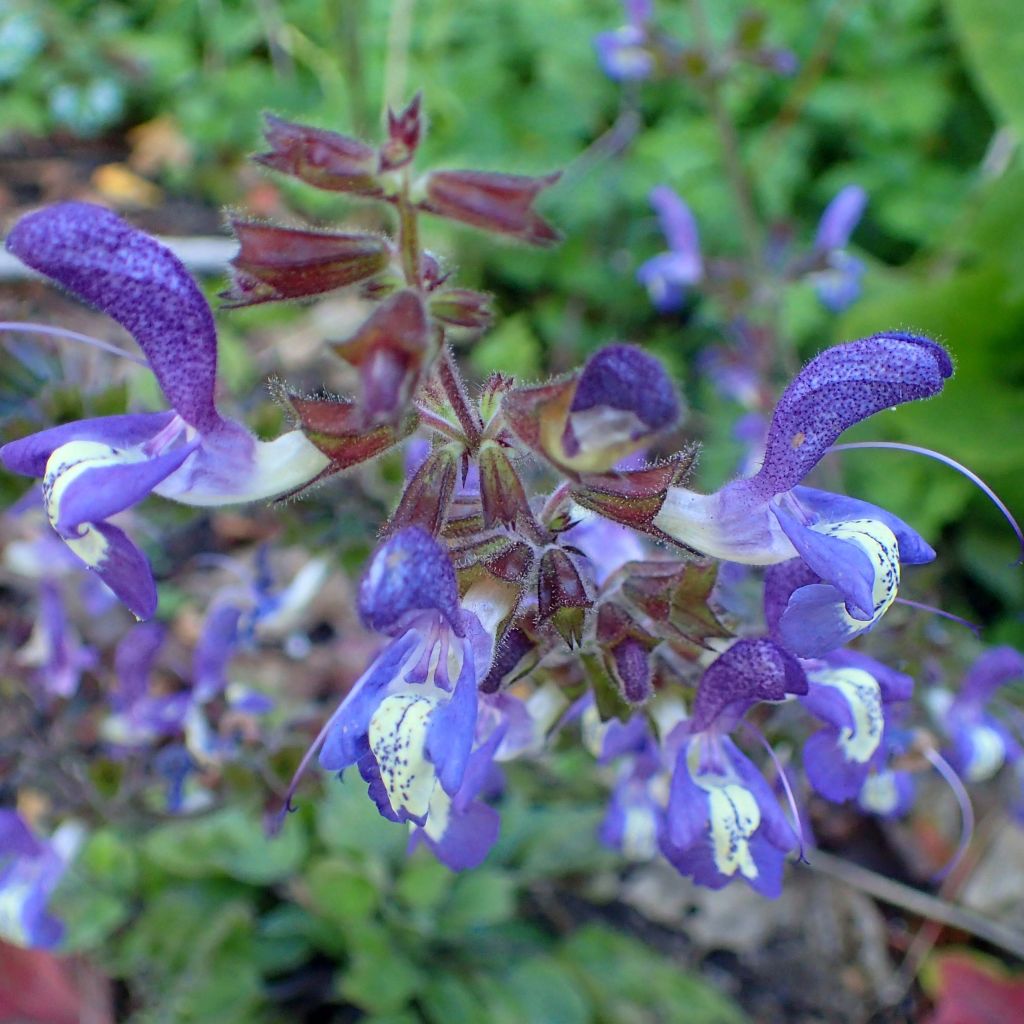 Salvia forsskaolei