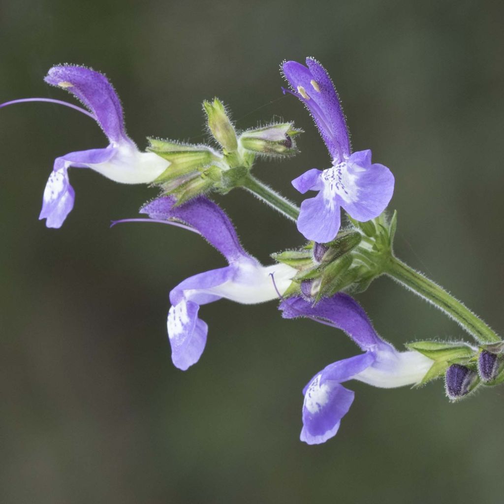 Salvia forsskaolei