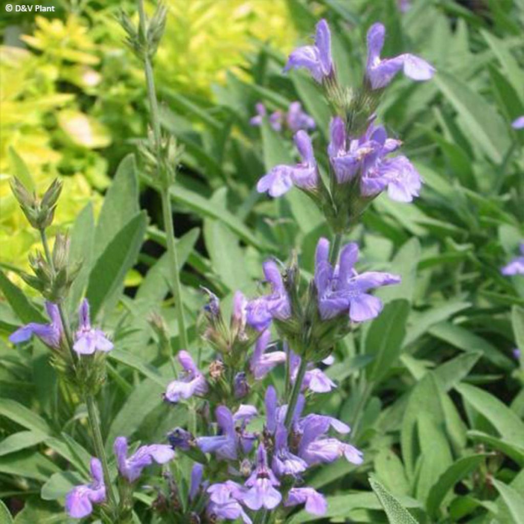 Salvia - Salvia lavandulifolia