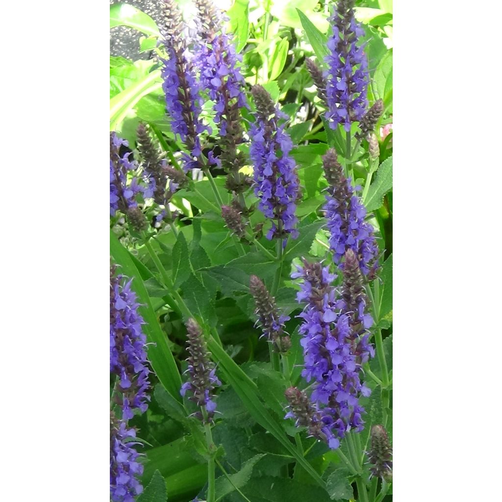 Salvia nemorosa April Night