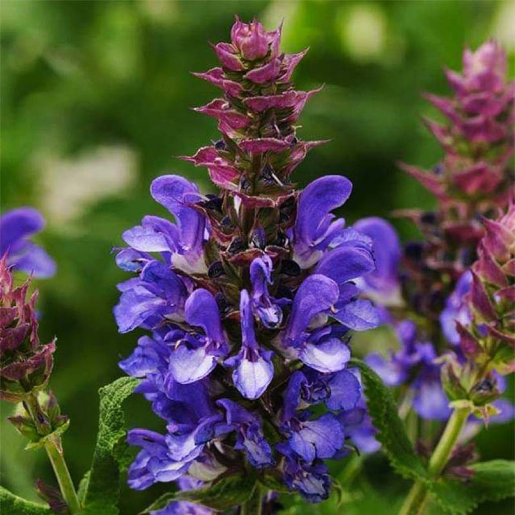 Salvia nemorosa Blue Marvel