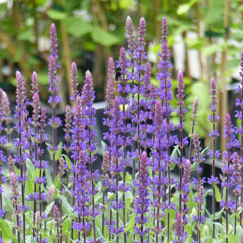 Salvia nemorosa Caradonna