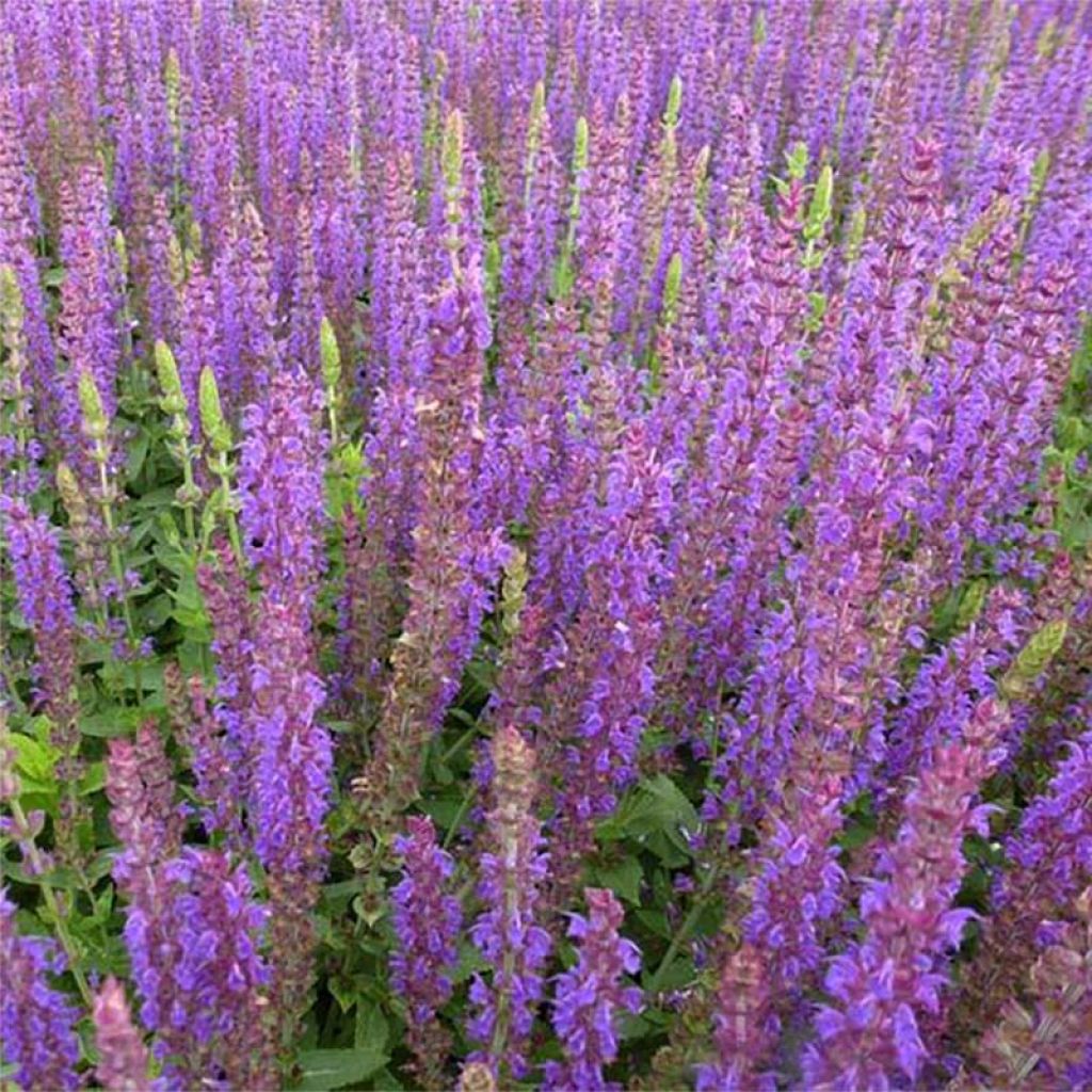 Salvia nemorosa Ostfriesland