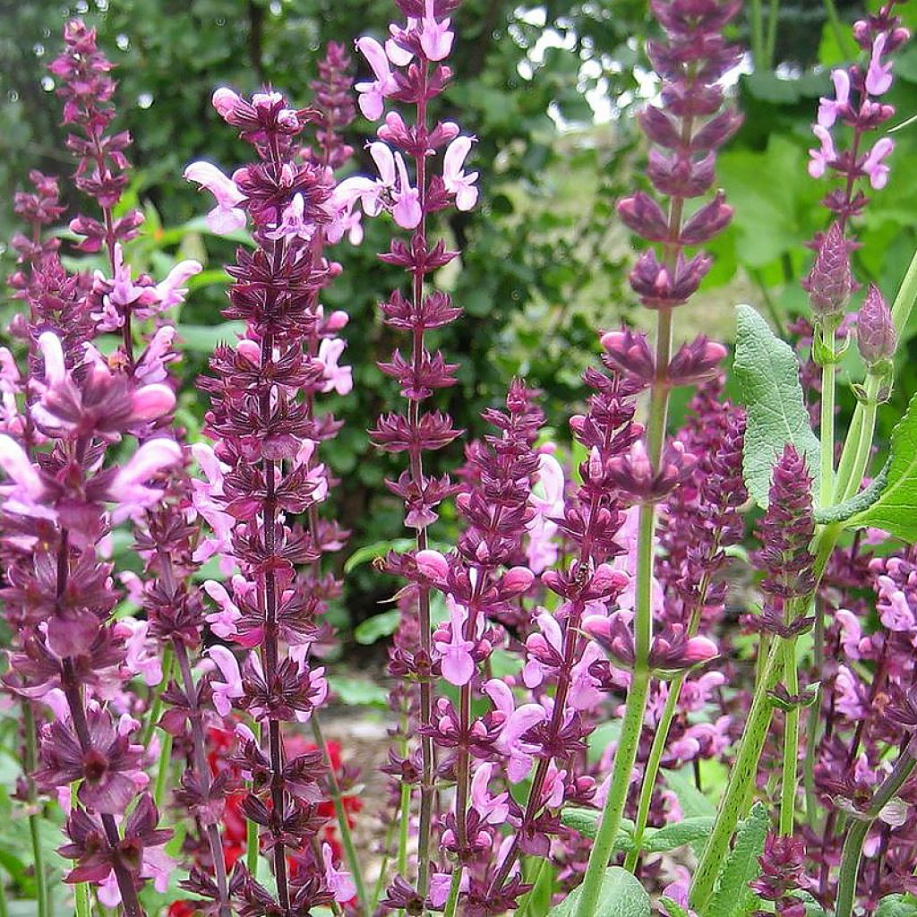 Salvia superba Reine Rose