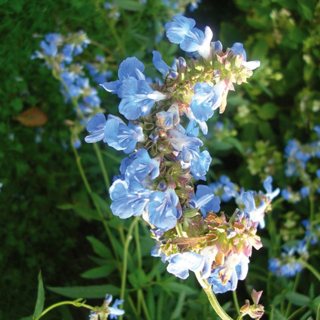 Salvia uliginosa - Salvia celeste