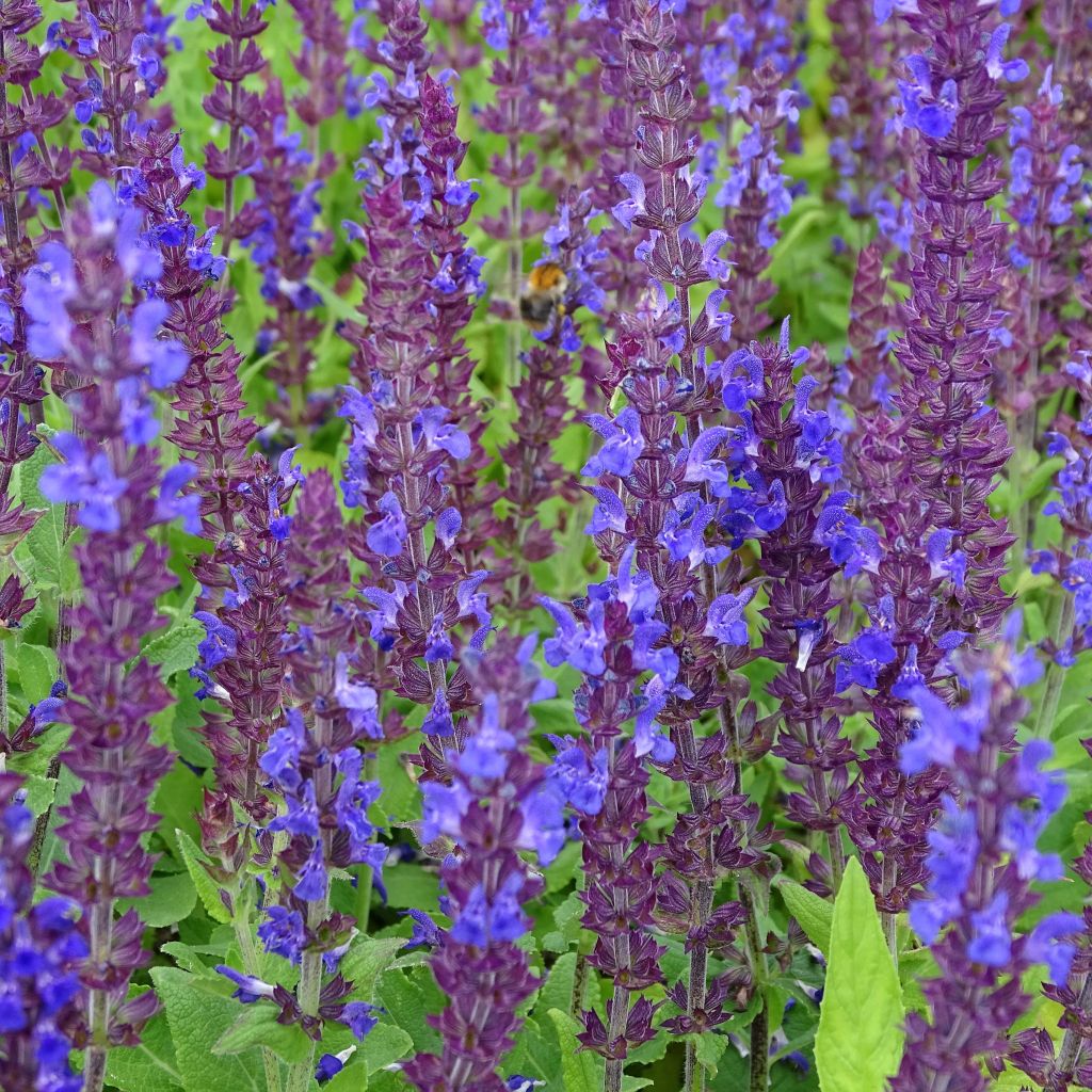 Salvia superba Reine Bleue