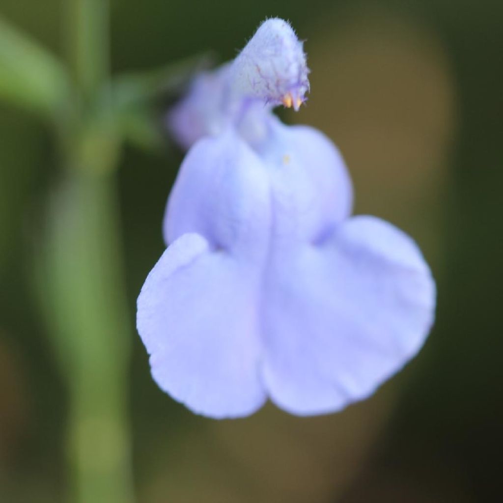 Salvia microphylla Delice Aquamarine - Salvia rosa