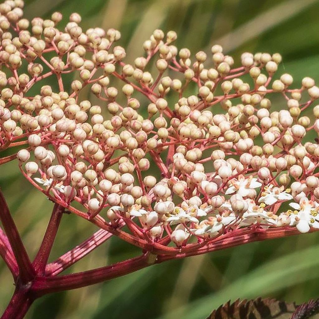 Sambucus Chocolate Marzipan - sureau