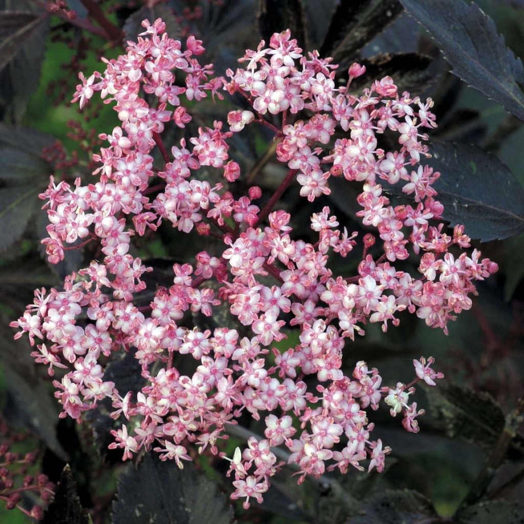 Saúco negro Black Beauty - Sambucus nigra