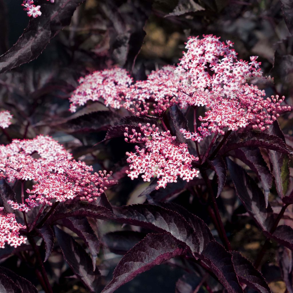 Saúco negro Black Beauty - Sambucus nigra