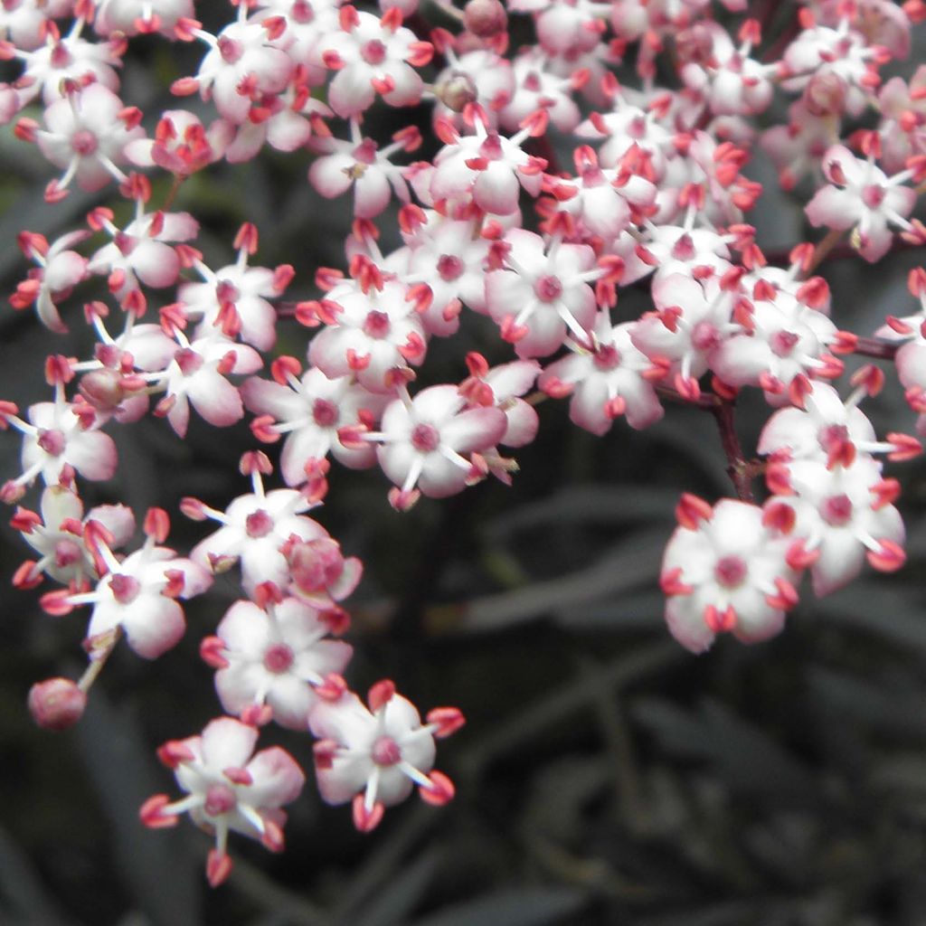 Saúco negro Black Lace - Sambucus nigra