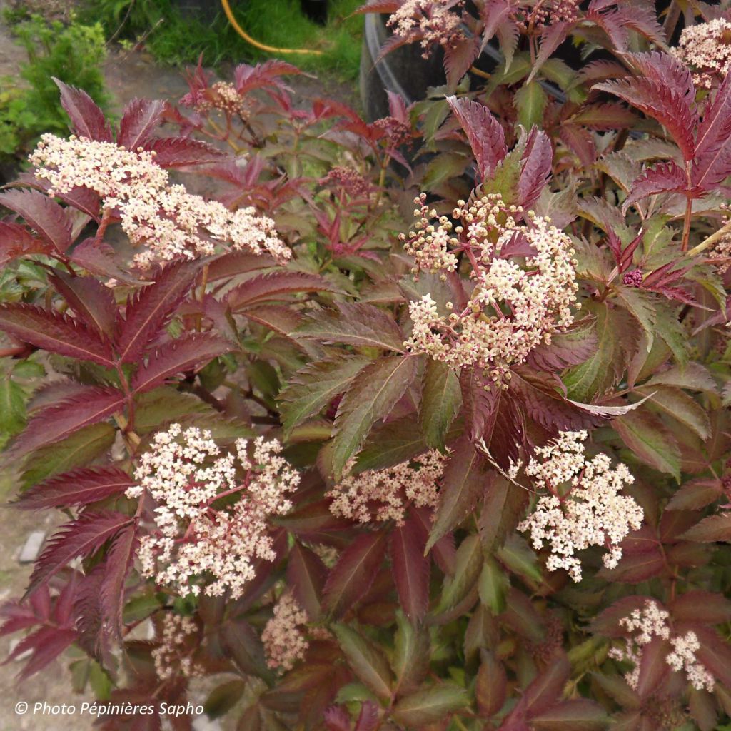 Saúco negro Serenade - Sambucus nigra