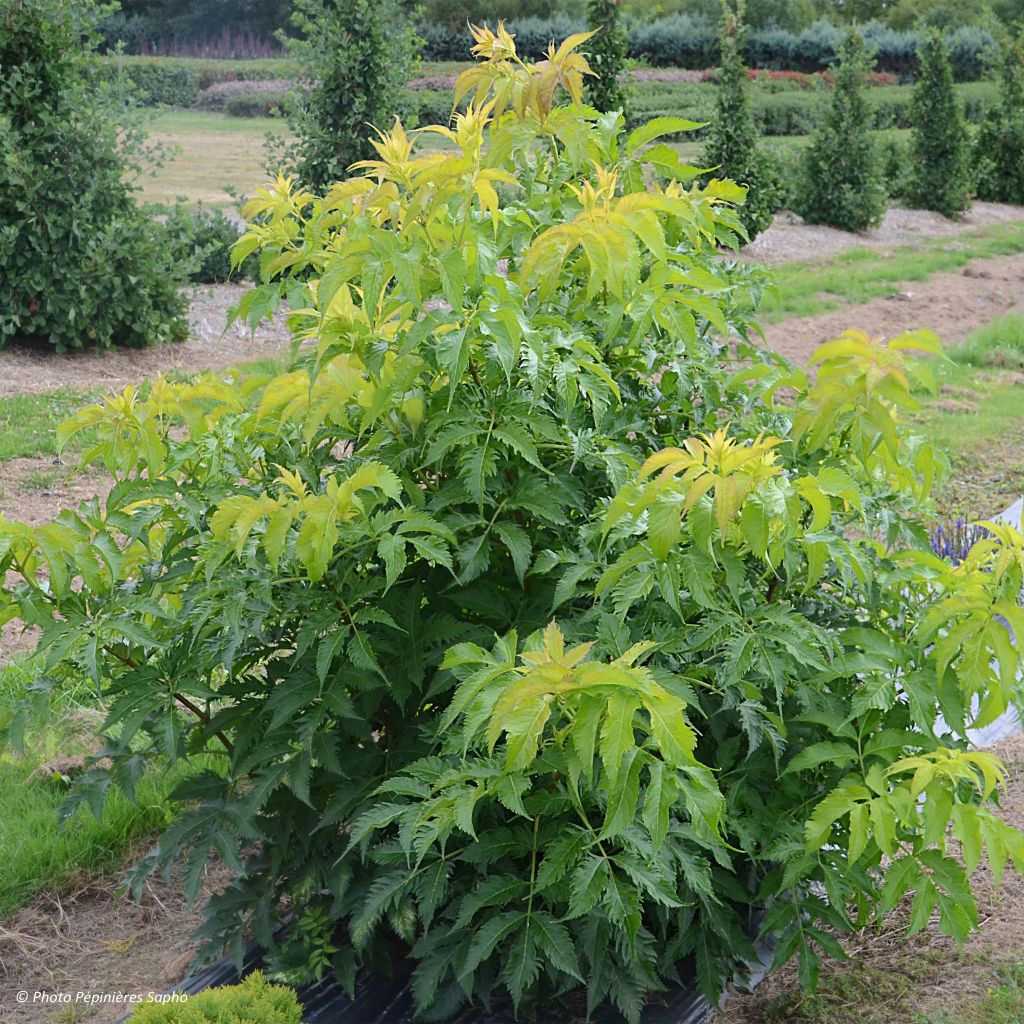 Saúco negro Serenade - Sambucus nigra