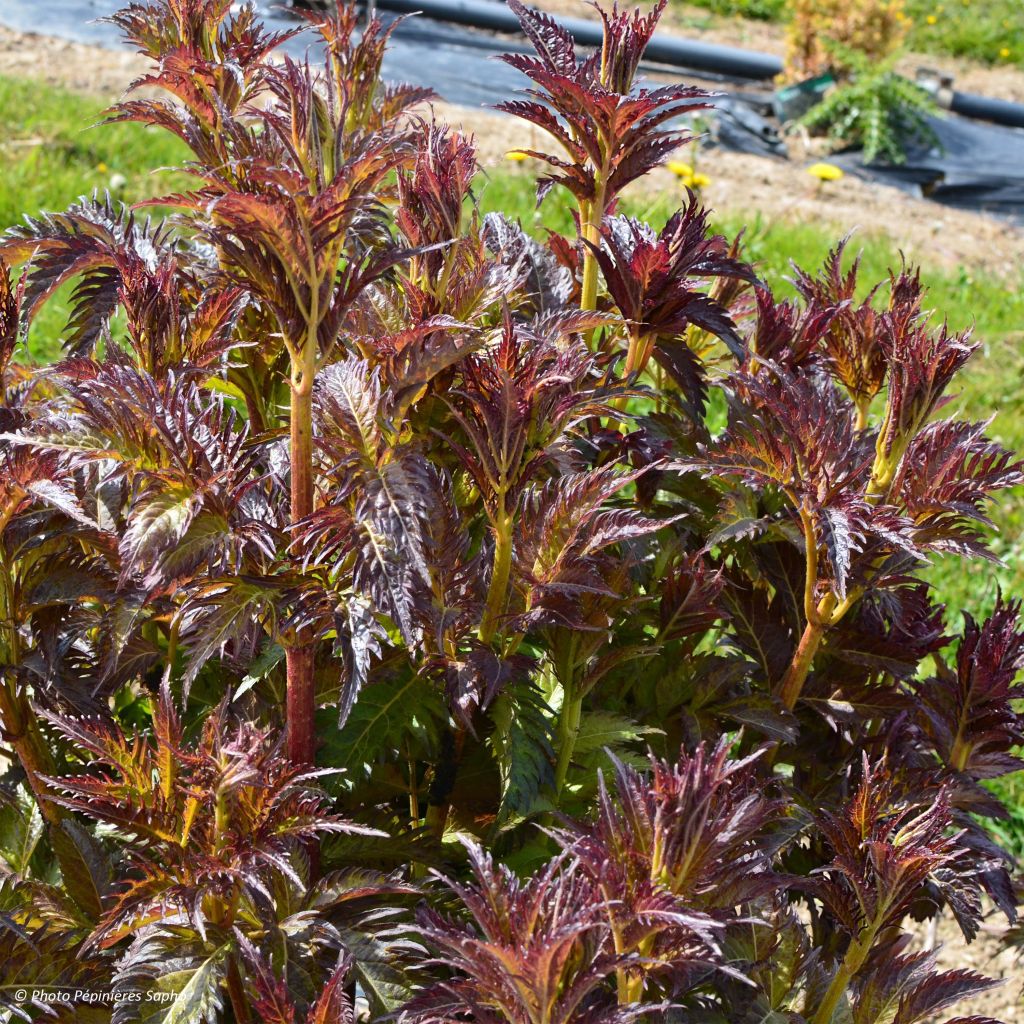 Saúco negro Serenade - Sambucus nigra