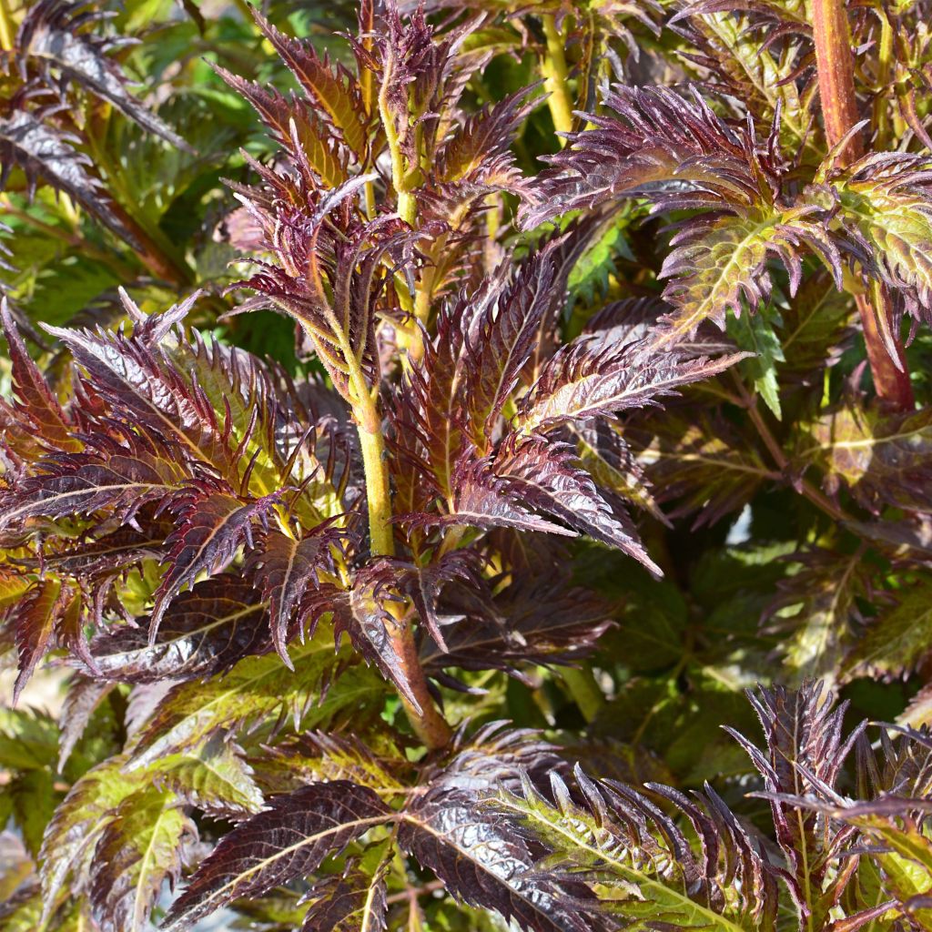 Saúco negro Serenade - Sambucus nigra