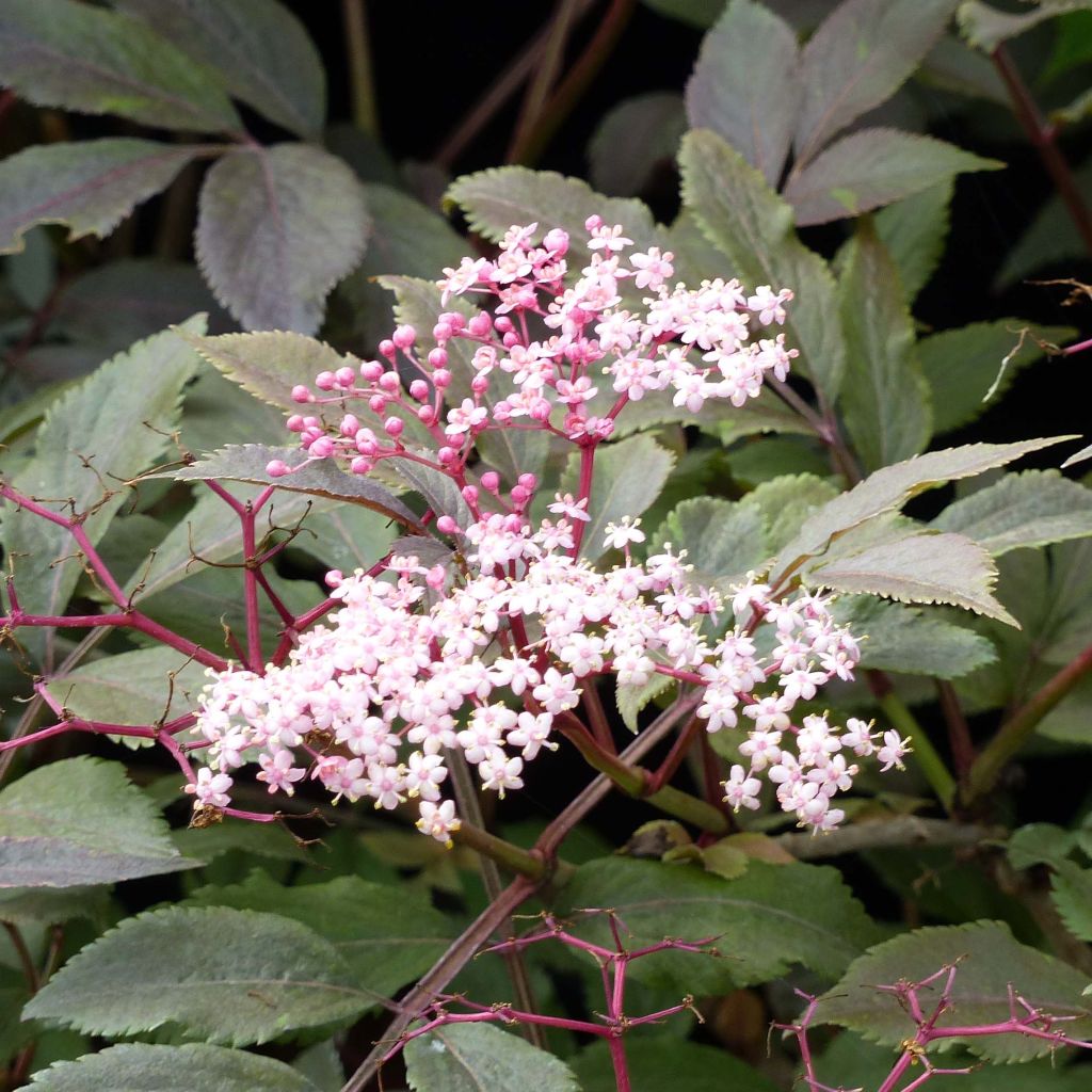 Saúco negro Thundercloud - Sambucus nigra