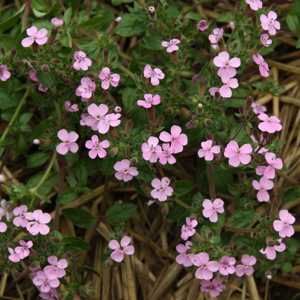 Saponaria ocymoides - Jabonera rocosa